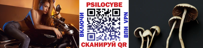 где купить наркоту  Завитинск  hydra   Галлюциногенные грибы MAGIC MUSHROOMS 